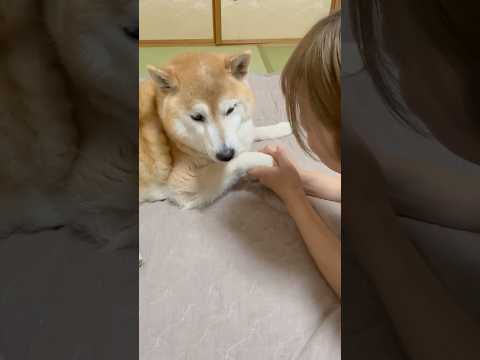 柴犬福 福タン可愛い音頭、暴君ver.🤣Sis and Shiba🤣姉と柴 shorts 柴犬 japanesedog… サムネイル