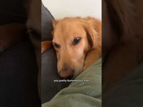 coming home to my golden retriever🥵 goldenretreiver dog ind… サムネイル