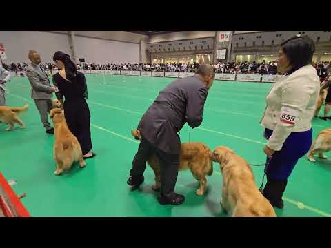 イロハの同胎犬（一緒に産まれた）のシンディーがオープンクラス審査中の控えでのイロハ JKC特別本部展 2025年12月… サムネイル