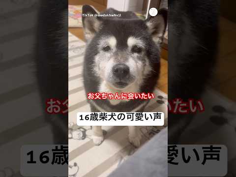 16歳柴犬の声が可愛すぎる　柴犬　黒柴　老犬　犬　かわいい犬 サムネイル