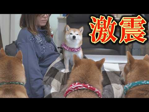 柴犬（女子・３歳）が兄を含む男達を降伏させ、女帝になりました・・・ サムネイル