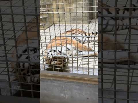 shorts アムールトラ🐯のローラさん　浜松市動物園　　2026年2月14日　IMG 8342 サムネイル