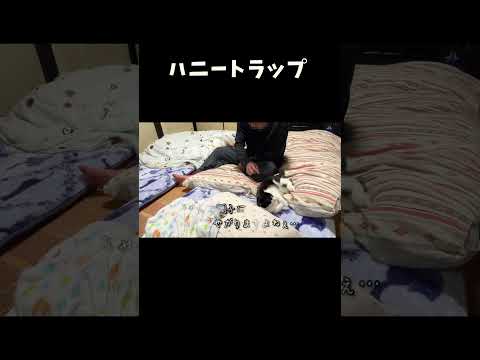 ハニートラップ サムネイル