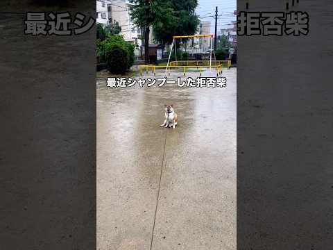 土砂降りの公園のど真ん中で神妙な面持ちをしながら座り込む柴犬 拒否柴 柴犬 柴犬のいる暮らし shorts サムネイル