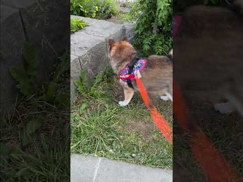 張り切って散歩へ出かけた柴犬の悲劇😭 サムネイル