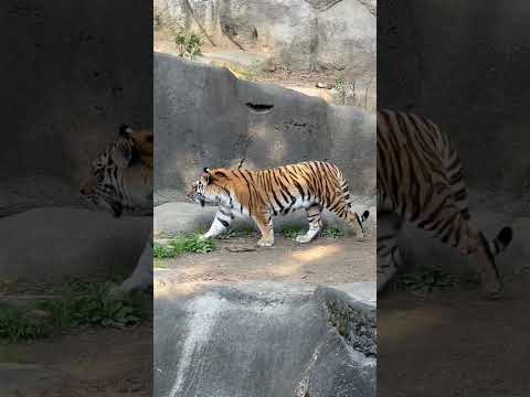 shorts 今日は気分じゃ無いのか⁈水堀を覗くだけのサーシャちゃん　アムールトラ　浜松市動物園にて　2026年3月1…