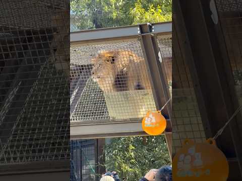 shorts 父　アースくんが様子を見に来た〜　ライオン🦁　のんほいパーク　2026年1月23日 サムネイル