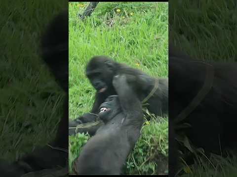 gorilla fun playing 🤣 #gorillatag #taipeizoo #金剛猩猩 #台北市立動物園… サムネイル