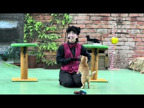 教えてミヤコちゃん♪ なかなか見れない猫によるショー ザ・キャッツ　那須どうぶつ王国にて　2026年3月1日
