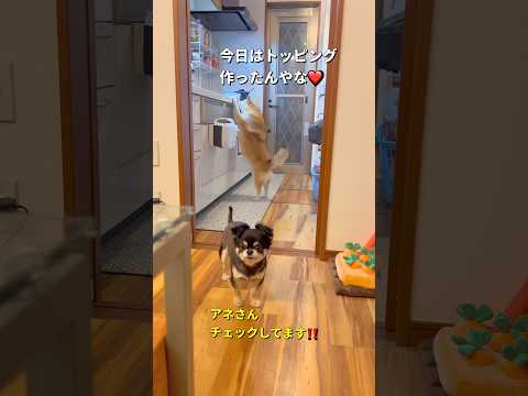 トッピングご飯に大興奮🐶🐶‼️柴犬 チワワ shorts サムネイル