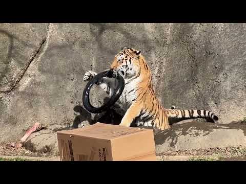 娘が貰ったモノはローラー母さんのもの😅　アムールトラ　浜松市動物園にて　2026年2月14日 サムネイル