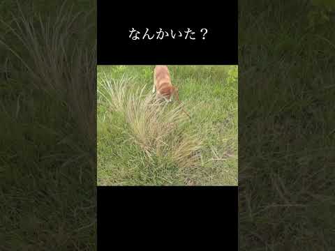 なんかいた？ 柴犬 shibainu 癒し