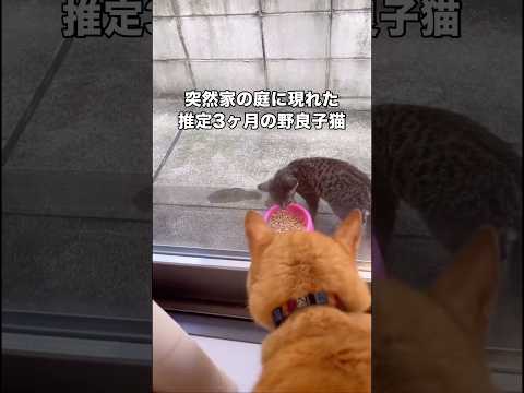 突如家に現れた野良子猫。母猫とはぐれたのか様子を見てたけどやっぱり独りぼっちだった。 野良猫 子猫 保護猫 shorts