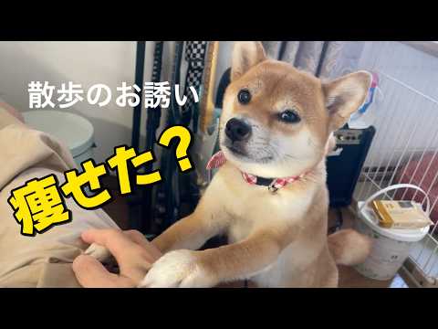 【柴犬小夏】散歩のお誘いを受けたので私のダイエット事情などを話しつつ　しあわせの村 サムネイル