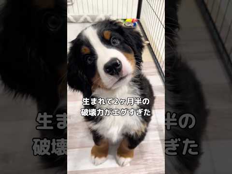 この世に生を受けて2ヶ月半余りで可愛いだけでいいんだってことを教えてくれるバーニーズ子犬 バーニーズ バーニーズマウン… サムネイル