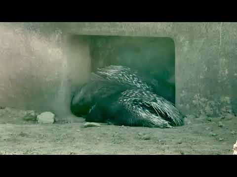 朝見た時よりは3頭居るのがわかりやすい？　アフリカタテガミヤマアラシのホルンさん親子　千葉市動物公園にて　2026年4… サムネイル