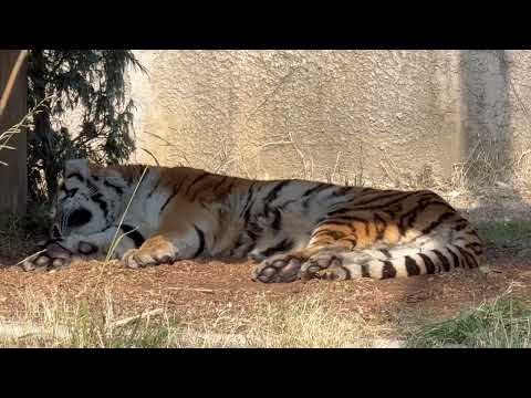 アースくんは おやすみ💤中〜　アムールトラ　のんほいパークにて　2026年1月23日 サムネイル