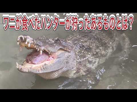 動物達もジビエの時代！？ハンターが狩ったものをワニに与えました！！ サムネイル