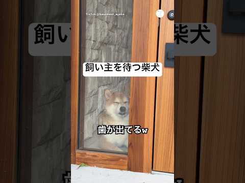 歯を出しながら飼い主を待つ柴犬　柴犬　いぬ　面白い犬 犬のいる暮らし サムネイル