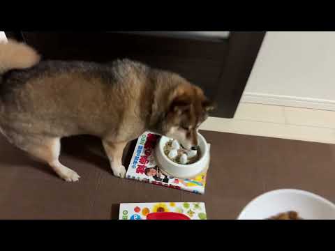 柴犬12歳が飼い主にどうしてもプレゼントしたかったものとは サムネイル