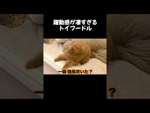 躍動感がすごすぎるトイプードル。 サムネイル