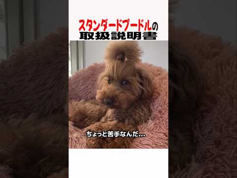 スタンダードプードルの取扱説明書　スタンダードプードル 大型犬 大型犬のいる生活 大型犬と暮らす 犬好きさんと繋がりた… サムネイル