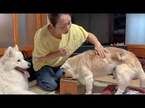 【奇跡】柴犬17歳、諦めていた背中の巨大腫瘍が急に取れた日