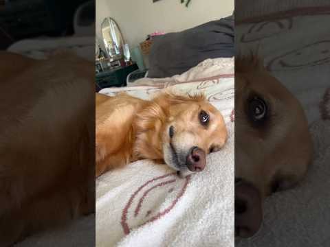 coming home to my golden retriever🥵 goldenretreiver dog ind… サムネイル