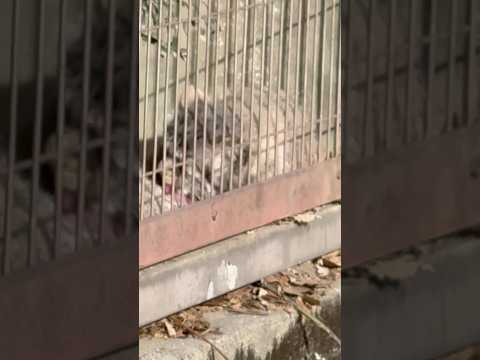 shorts 絶賛毛づくろい中〜　エルくんとミーニャちゃんの息子たち　マヌルネコ　東山動植物園にて　2026年3月14日 サムネイル