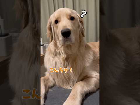 今日も麹を寝かしつけるよー！ゴールデンレトリバー 犬と2人暮らし goldenretriever サムネイル