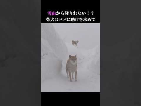 助けて⁉️柴犬は雪山から降りれない💦 shiba 青森市 吹雪 サムネイル