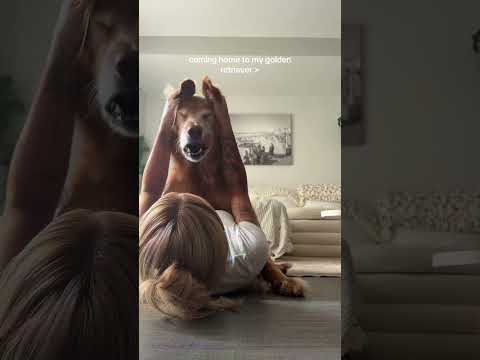 Golden retriver hug me india dog goldenretreiver dogbreed f…