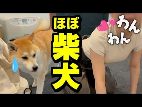 犬の真似をして甘える娘にドン引きする柴犬姉妹 サムネイル