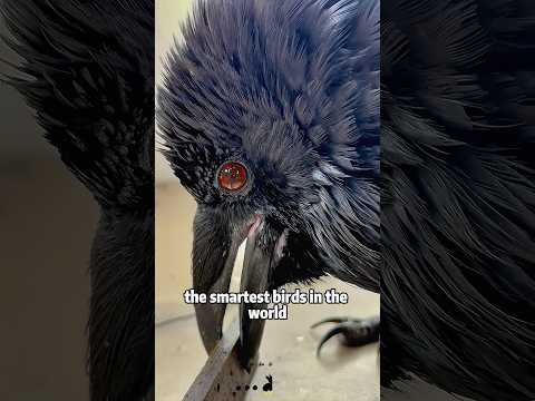 How Smart Are Crows? 🧠🐦animals foryou  fyp  science crows サムネイル