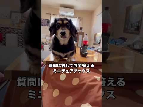 質問におならで返事するもそれに気づいていないミニチュアダックス #ミニチュアダックスフンド #ダックス #ミニチュアダ… サムネイル