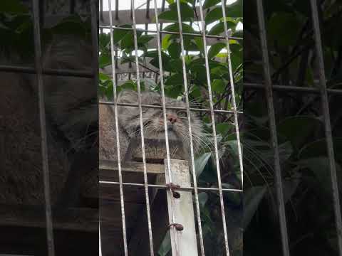 shorts エルくんを見上げる☺️ マヌルネコ　東山動植物園にて　2026年3月13日 サムネイル