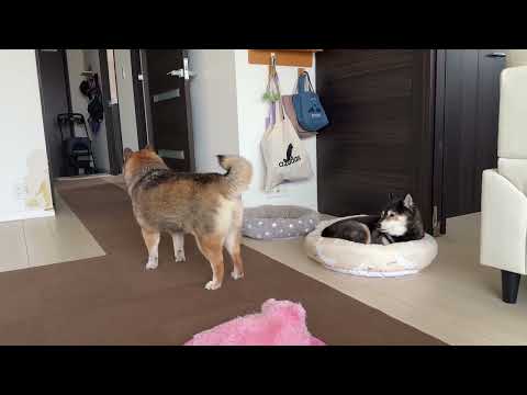 柴犬12歳！同居犬にどうしても見せたかったものは・・・ サムネイル