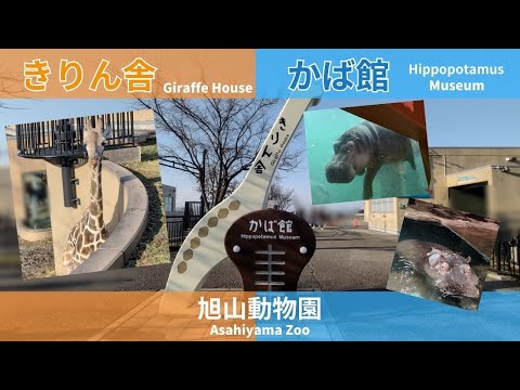 【旭山動物園】きりん舎🦒かば館🦛[Asahiyama Zoo] Giraffe House 🦒 Hippopotamu… サムネイル