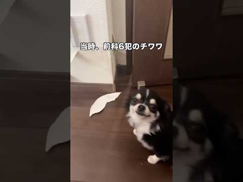 前科6犯のチワワの表情がこれ チワワ 事件 shorts サムネイル
