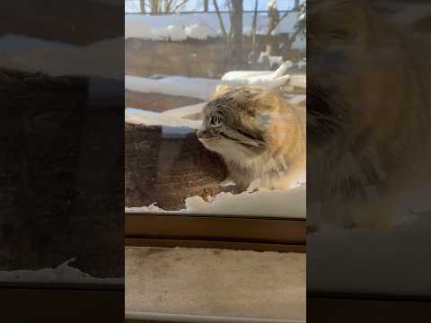 shorts お肉が落ちていないか確認のナゴムくん　マヌルネコ　那須どうぶつ王国　2026年1月12日 サムネイル