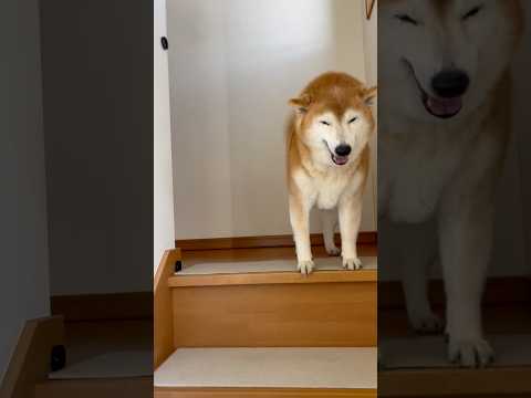 柴犬福 姉と鈴カステラボーイの3日ぶり大袈裟な再会🤣Sister and Shiba🤣姉と柴 shorts funny…