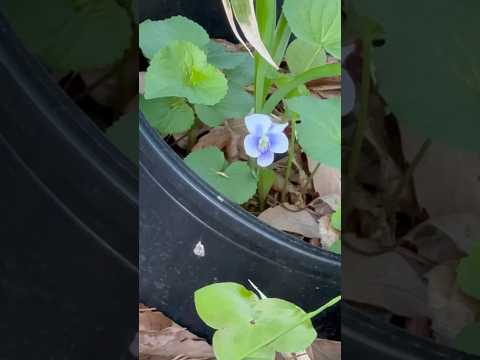 shorts スミレが咲きました〜　那須 サムネイル