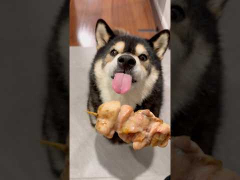 焼き鳥の匂いがしたので散歩コースを変えてまで粘り勝ちした柴犬　柴犬 shibainu サムネイル