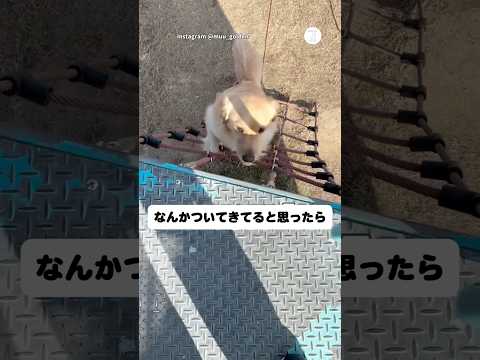 遊具を自力で登ってきたゴールデンレトリバー　　ゴールデンレトリバー  大型犬　犬　かわいい犬 面白い サムネイル