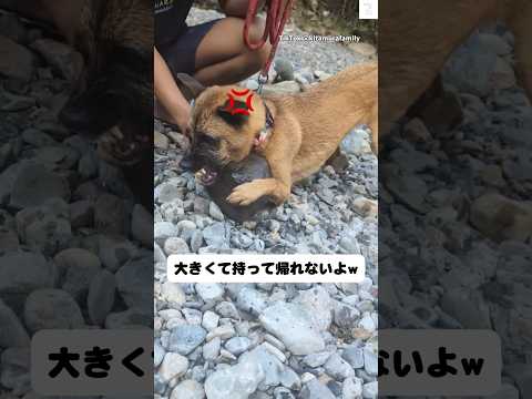 どうしても大きな石を持ち帰りたい犬　犬　雑種犬 面白い　犬のいる暮らし おもしろ サムネイル