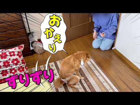 GW早速病院？アクシデント発生でお姉ちゃんどころではない柴犬小夏 サムネイル
