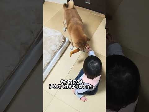 ありがとう。 柴犬 サムネイル