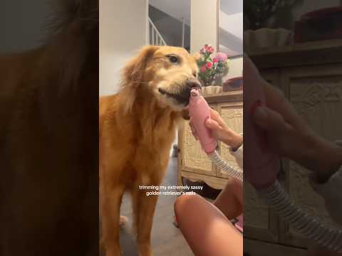 coming home to my golden retriever🥵 goldenretreiver dog ind…