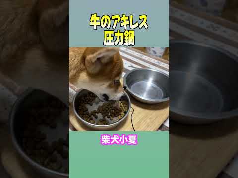 牛のアキレス 圧力鍋 神戸 柴犬 shiba shibainu 癒し サムネイル