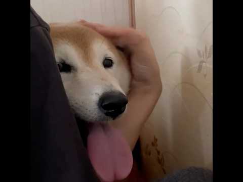 柴犬福 姉に雷の時に絡まれてる時の柴犬😂Sis and Shiba😂姉と柴 shorts japanesedog 柴犬… サムネイル